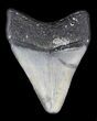 Juvenile Megalodon Tooth - Venice, Florida #36679-1